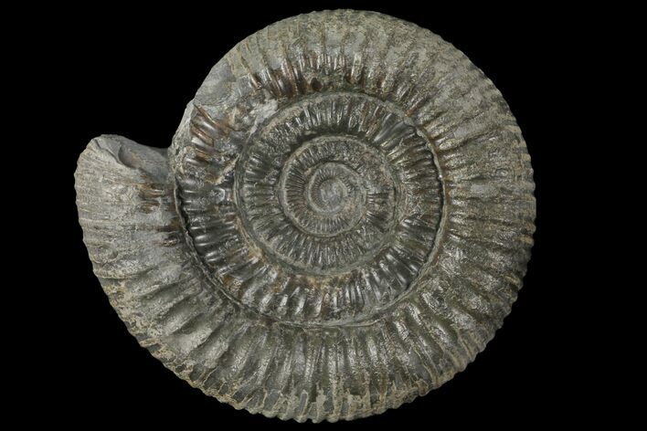 Dactylioceras Ammonite Fossil - England #100479